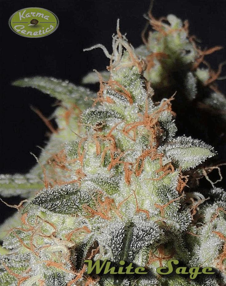 White Sage