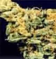 Hawaiian x Skunk#1 (Kulu)