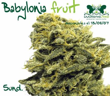 Babilonia Fruit