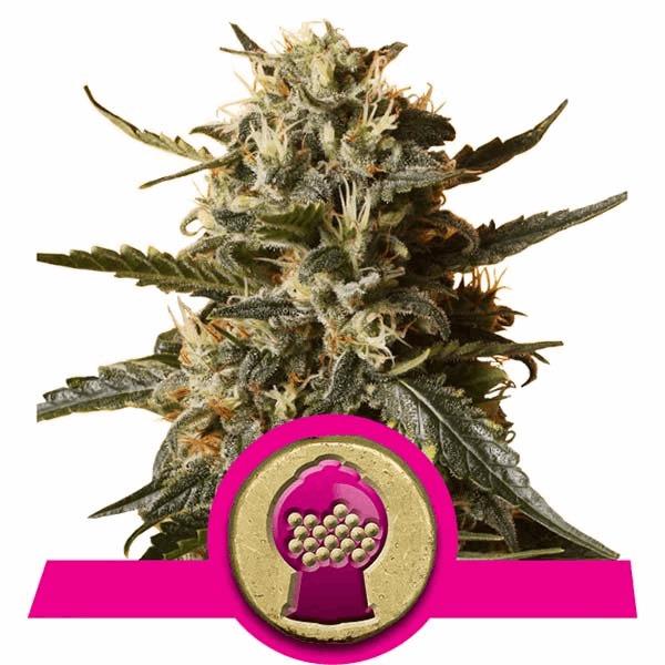 Bubblegum XL (RQS)