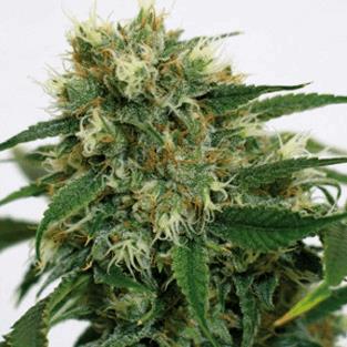 Phatt Fruity