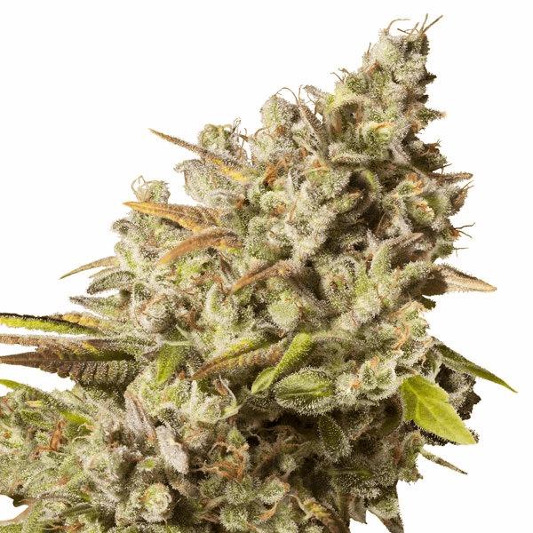 Royal Gorilla (RQS)