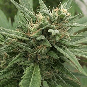 Blueberry Headband Auto