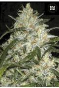 Grapefruit (BSB)
