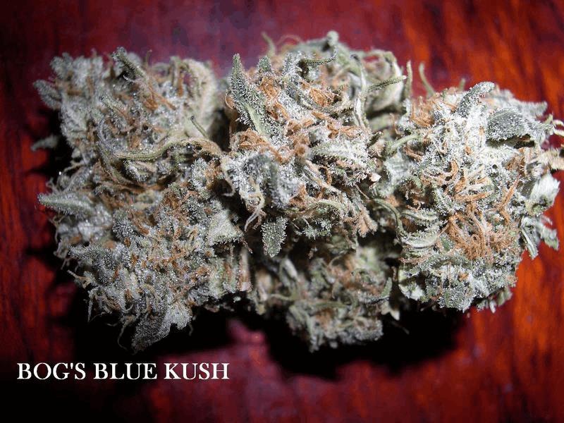 Blue Kush(bog)