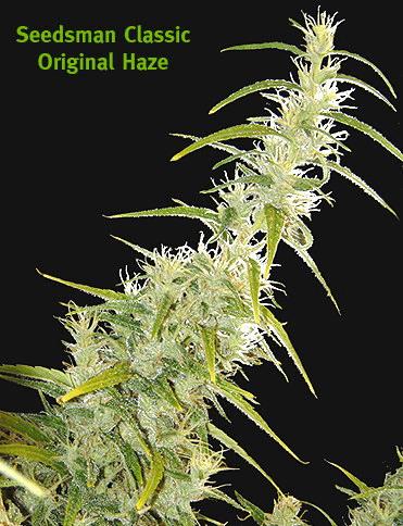Original Haze (SM)