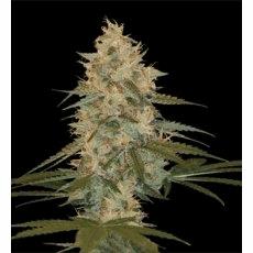 Chocolope Kush