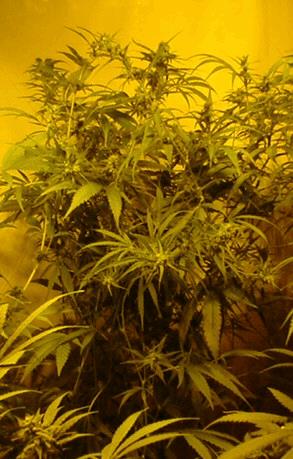Sativa Mexicana