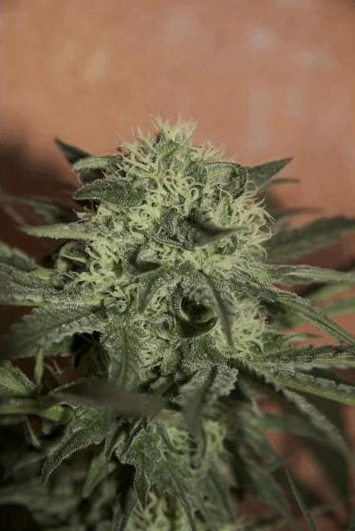 Auto Lemon