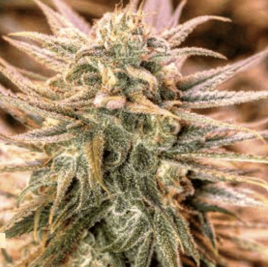 Gold Bar Kush