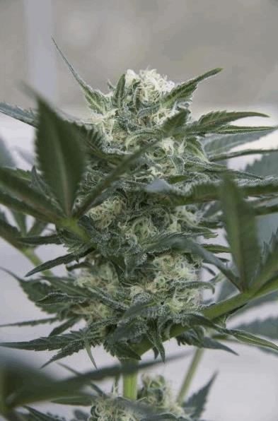 Auto Kush
