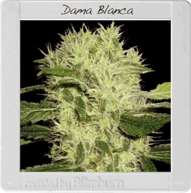 Dama Blanca