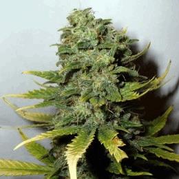Super Skunk (Nirvana)