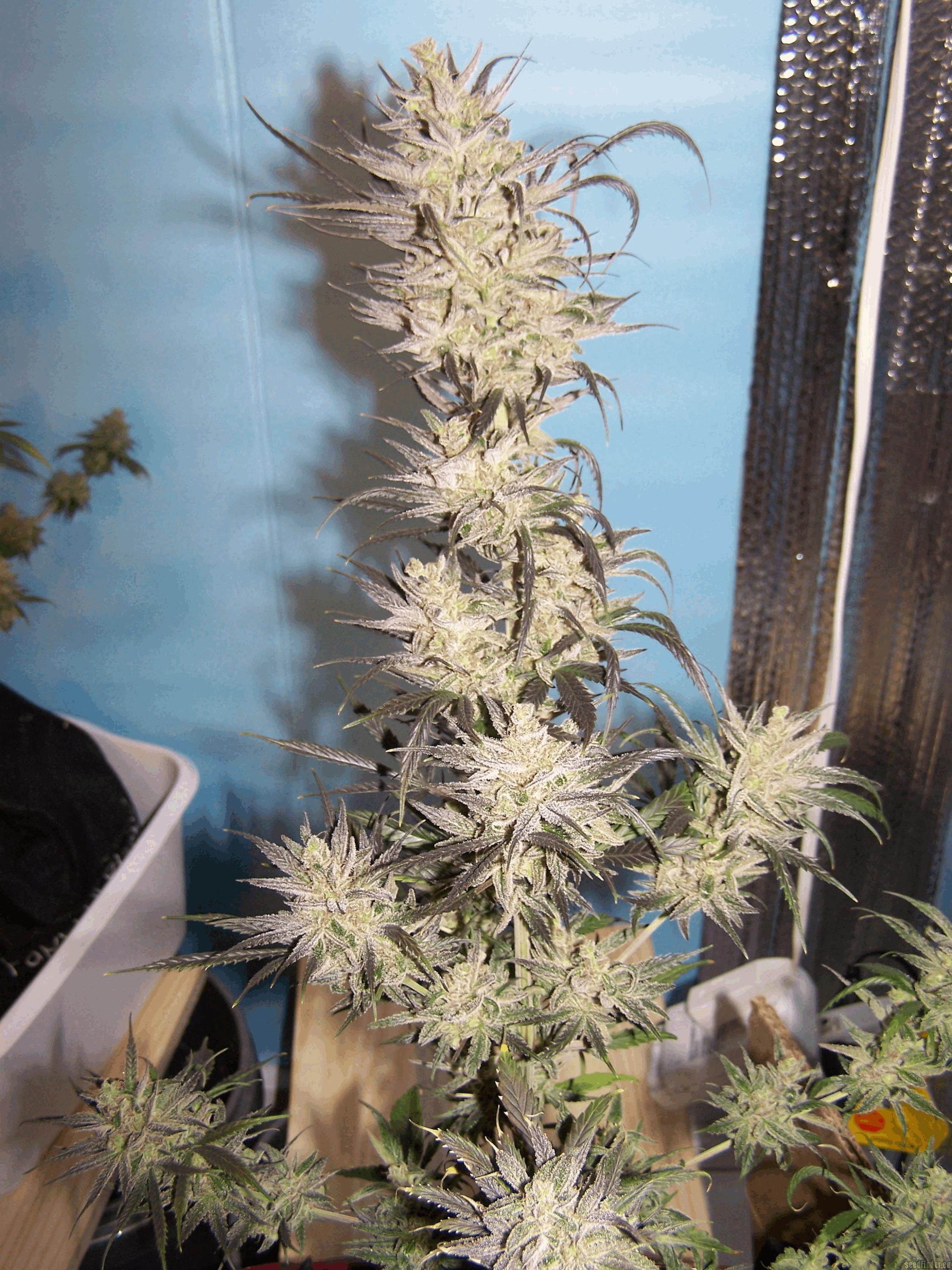 Cheeseberry Haze