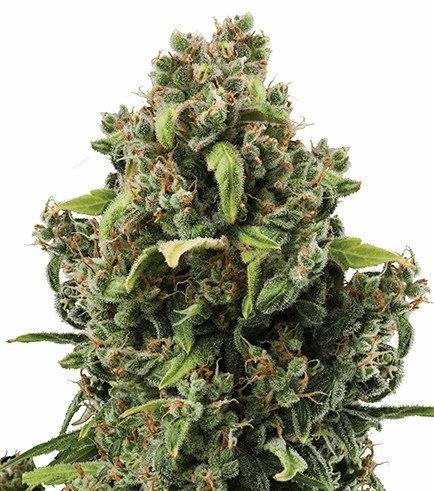 Special Kush (Zativo)
