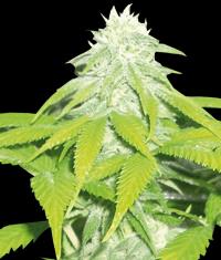 Skunk 47