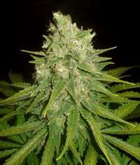 Mazar x Great White Shark