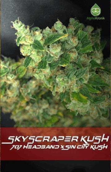 Skyscraper Kush
