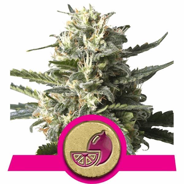 Lemon Shining Silver Haze (RQS)