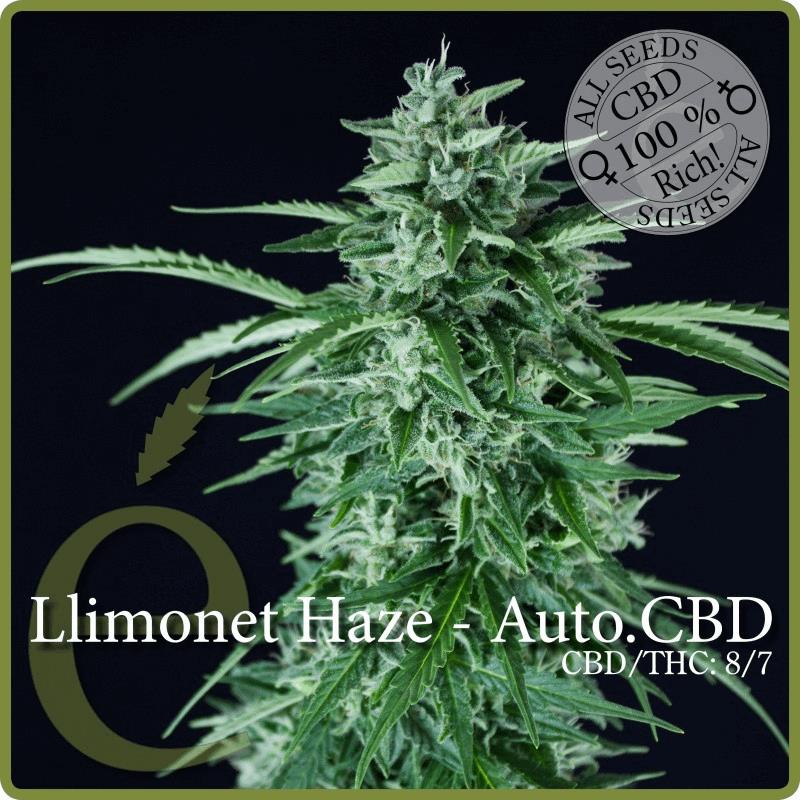 Llimonet Haze - Autofleurissant CBD