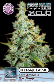 Kera Amnesia Mac Ganja (AMG)