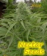 Nectar Haze