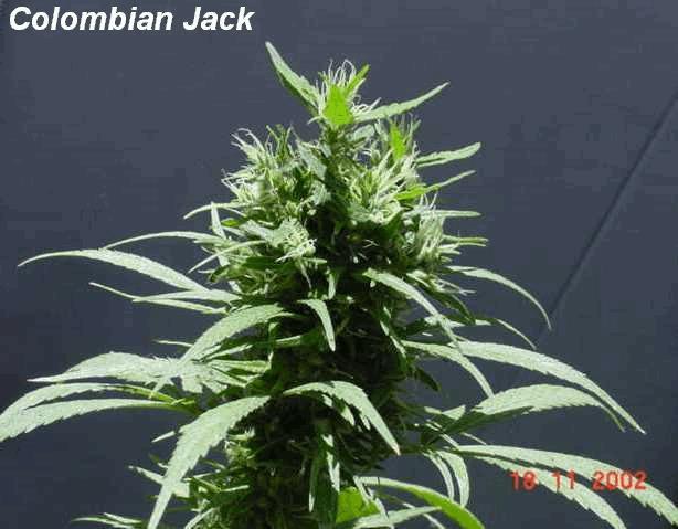 Colombian Jack