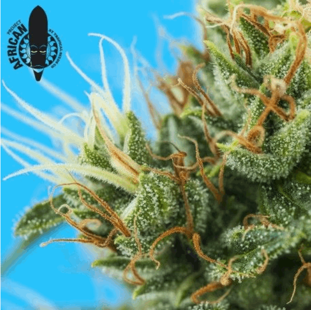 Durban Punch