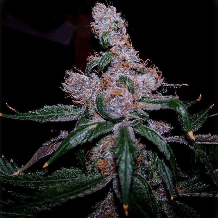 Orig Blueberry Auto