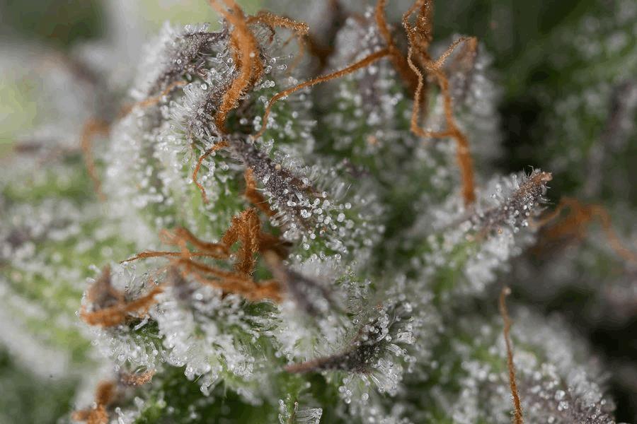 Bubba Kush