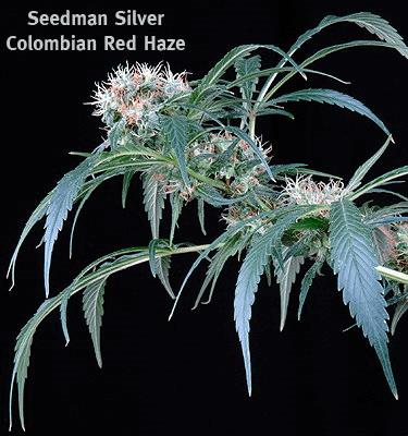 Colombian Rojo Haze