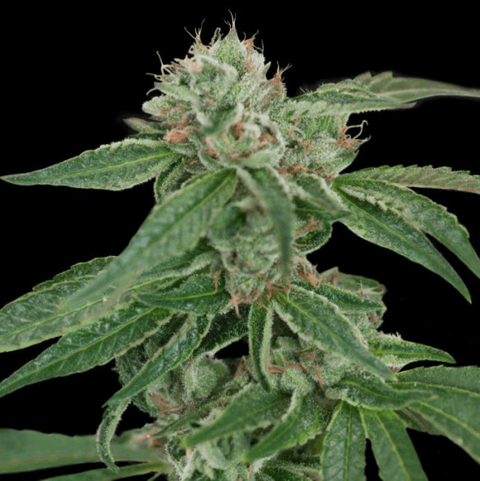 Confidential (CFF/DNA )