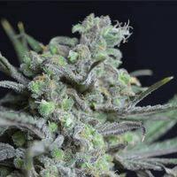 Critical (cbd s)