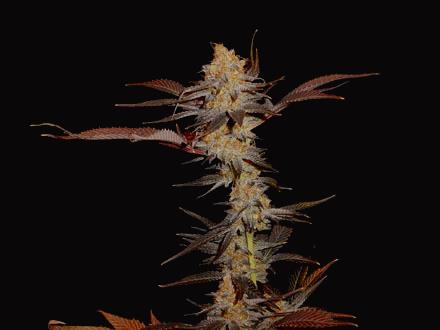 G13 Haze Lavender