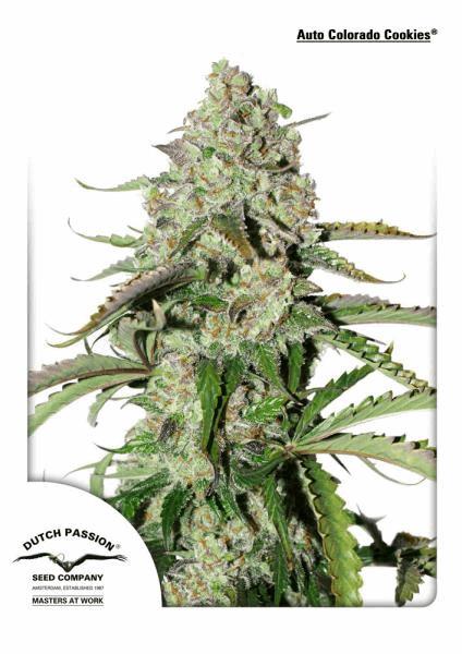 Auto Colorado Cookies