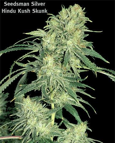 Hindu Kush Skunk (Seedsman)