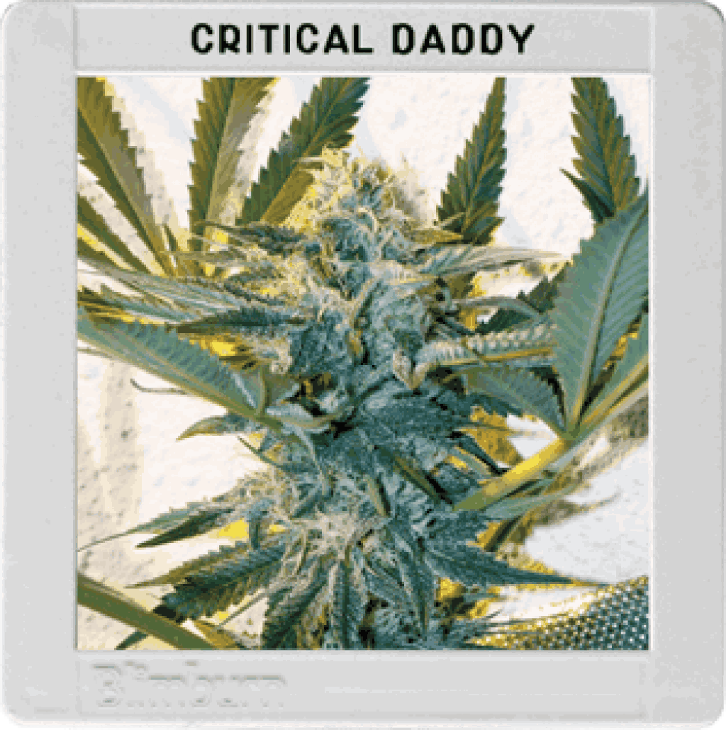 Critical Daddy Purple