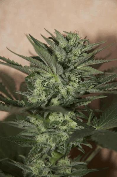 Auto Great White