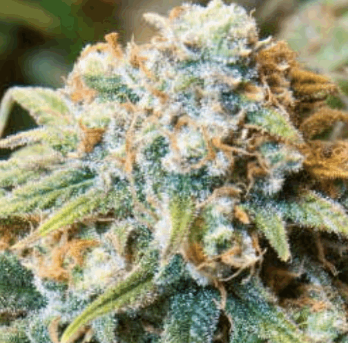 CBD Medi Kush