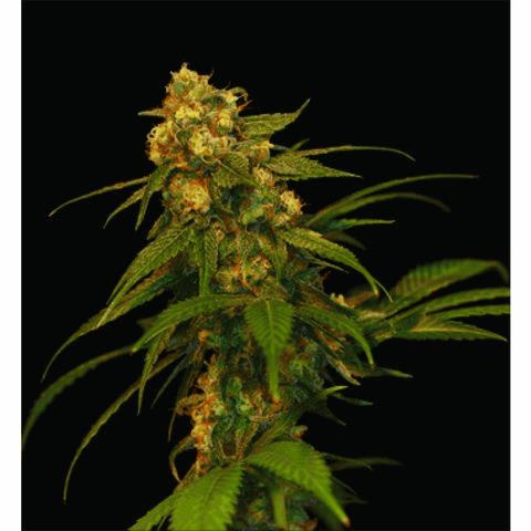 Lemon Og Kush