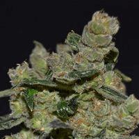 Diesel (cbd s)