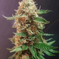 The Bulldog Haze Auto
