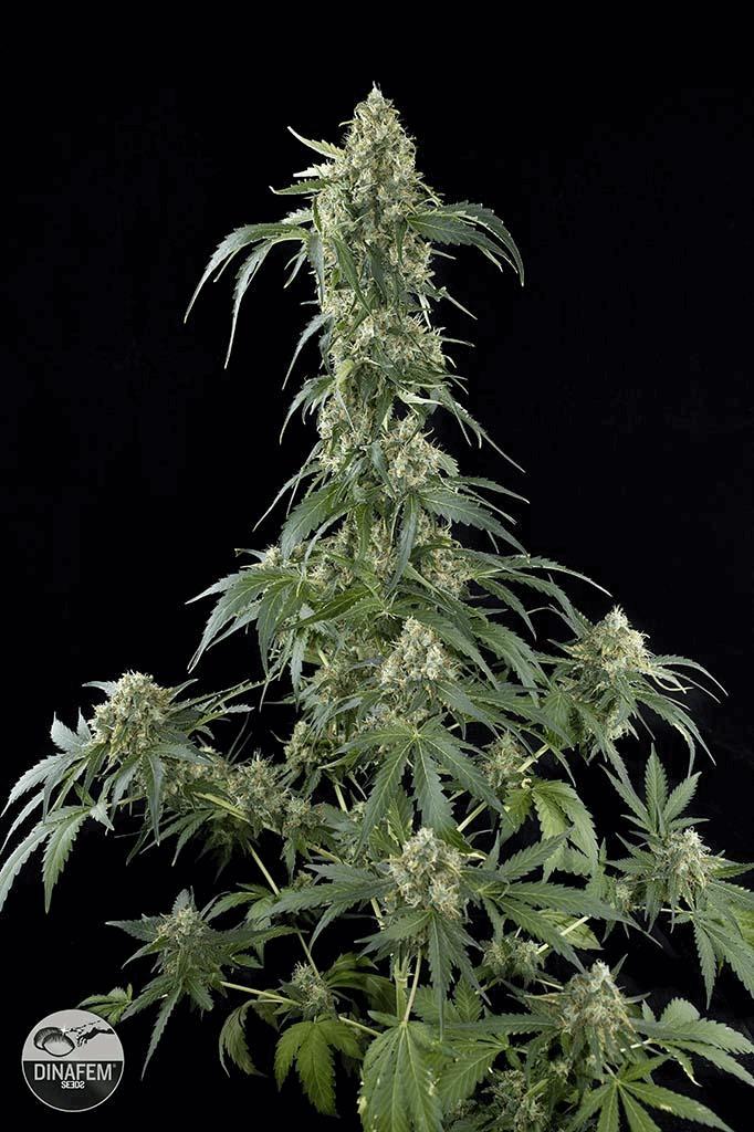 White Widow (DNF)