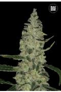 Skunk Spéciale (BSB)