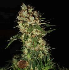 G13 x Blueberry Headband