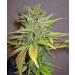 California Orange (Sdm)