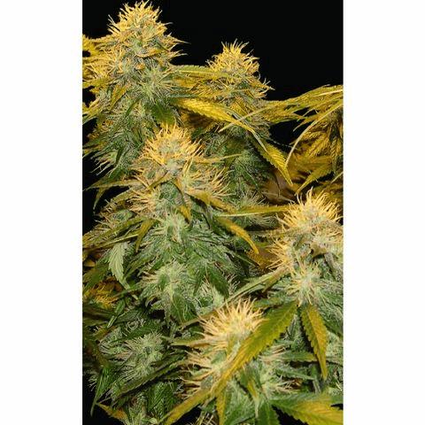 Dna Mix Pack