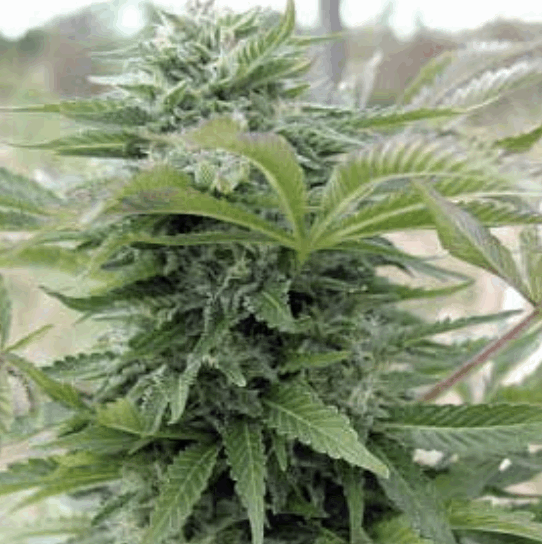 Afghani Gold(Spliff Seeds)