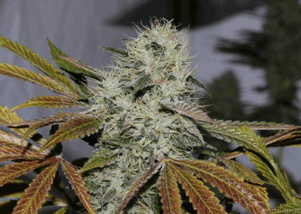 OG.Kush-LemonLarry x ECSD BX1