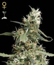 Arjan's Ultra Haze #1